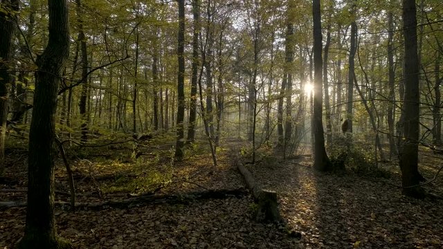 Sun ray shot, parallel to woodland forest. Outdoors, nature. 