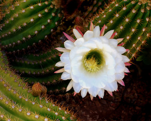 White cactus flower blooms on a green cactus plant.