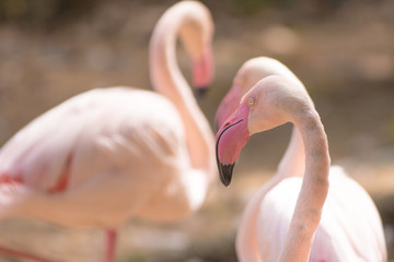 Naklejka premium flamingo in zoo