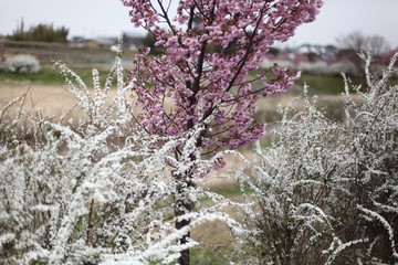 雪柳と河津桜