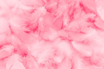 Beautiful abstract colorful white and pink feathers on white background and soft white red feather texture on pink pattern, pink background