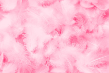 Beautiful abstract colorful white and pink feathers on white background and soft white red feather...