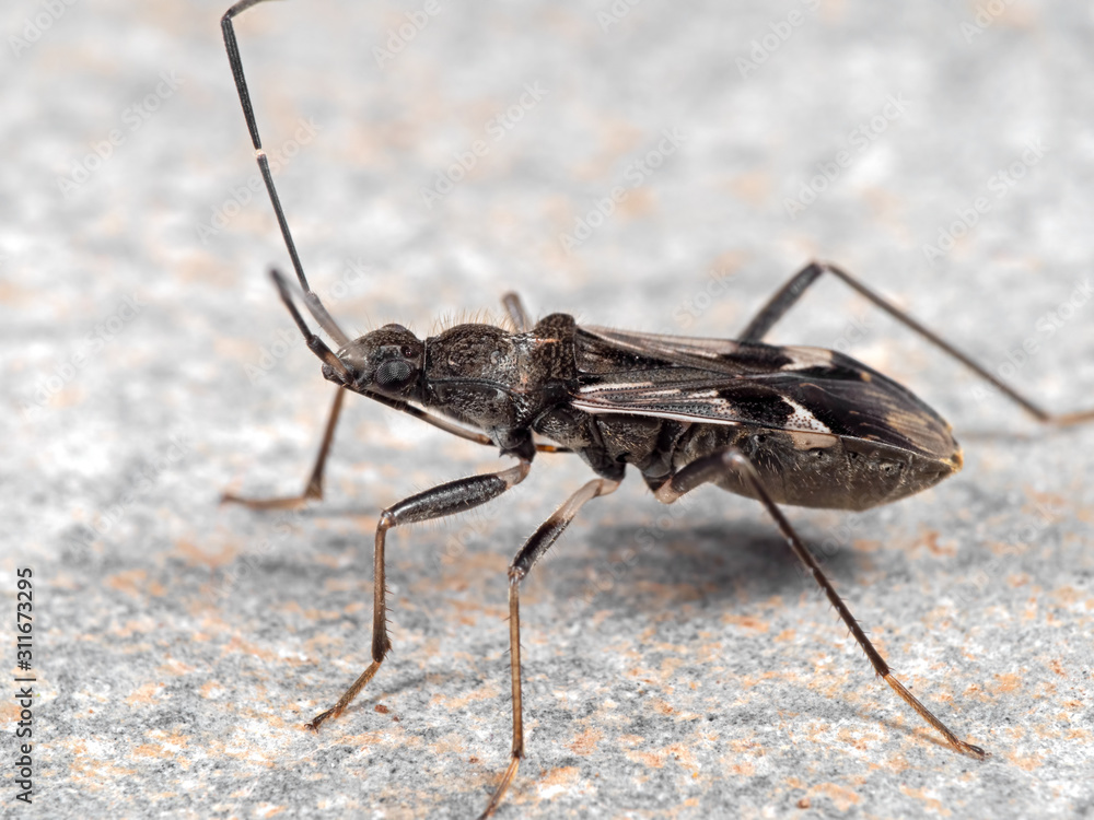 Wall mural macro photo of assassin bug on the floor