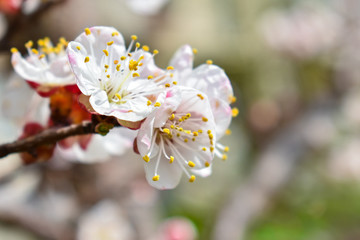 White cherry flowers on a blurry background. Place for an inscription.