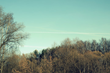 Bare trees against the blue sky in the morning of an autumn day. Toned natural background