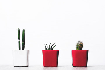 Isolate three cactus in pot on white background 