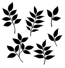 Set of decorative leaf silhouette. Vector ruscus simple stencils.