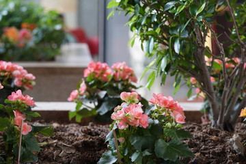 The beautiful home pink flowers decoration.