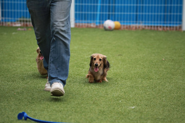 Happy puppies in a private playground