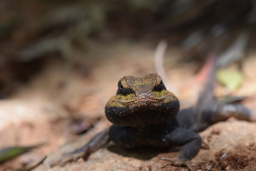 Lizard