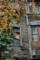 Ruined old wooden house with ivy braided windows.