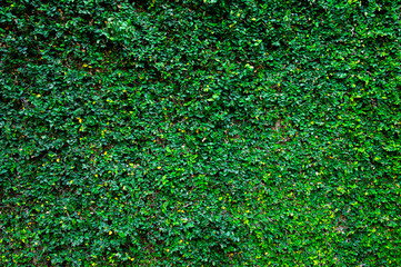 Wall covered with green creeper leaves as texture background