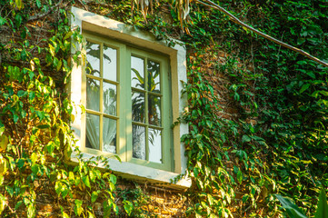 Wall covered with green creeper leaves among white and green windows