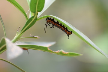 Caterpillar