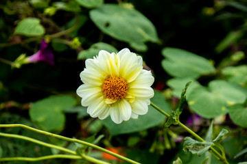 中央に写った一つの白い花