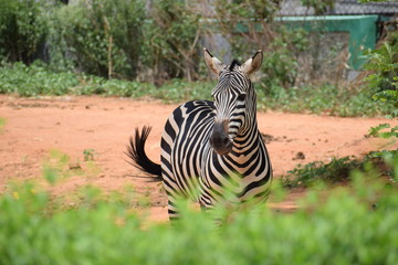 zebra