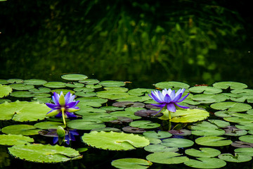 池に浮いた２つの蓮の花