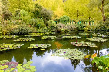 絵画のような睡蓮