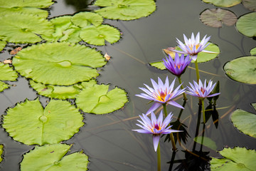 雨上がりの蓮池