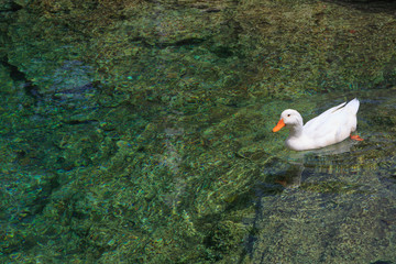  duck in river