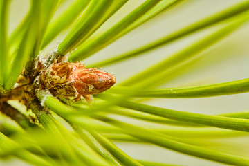Close-up view of pine buds in the middle of green needles. Selective focus. Macro. Free space for text.