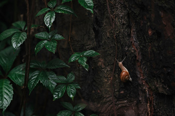 A small lonely snail crawls on a wet tree with green ivy on an autumn rainy day. Snail traveler.