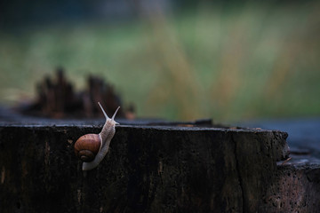 A small lonely snail deliberately creeps on a tree stump on an autumn rainy day. Snail traveler.