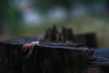 A small lonely snail deliberately creeps on a tree stump on an autumn rainy day. Snail traveler.