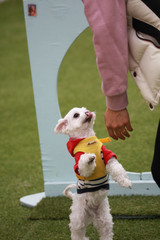 Happy puppies in a private playground