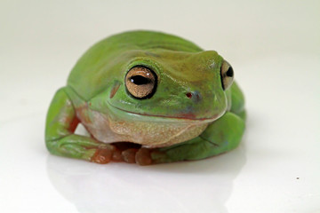 dumpy tree frog, papua green tree frog with white background