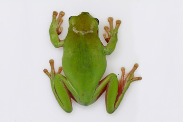 dumpy tree frog, papua green tree frog with white background