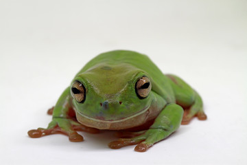 dumpy tree frog, papua green tree frog with white background