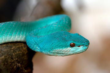 blue insularis pit viper, trimeresurus insularis