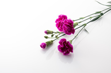 カーネーション