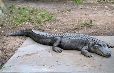 this is a side view of an American alligator