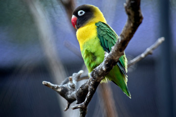 this is a side view of a Black Masked Lovebirds or  Yellow Collared Lovebirds