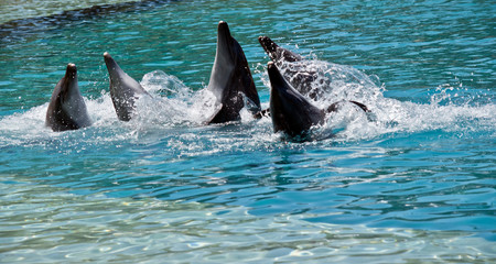 Obraz premium the five bottle nosed dolphins have their head out of water