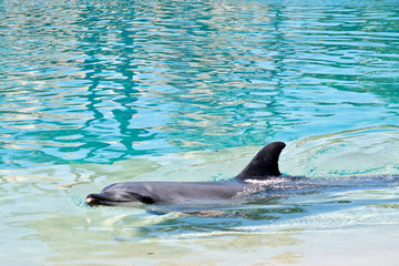 Naklejka premium this is a side view of a bottle nosed dolphin