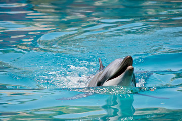 the bottle nosed dolphin is swimming