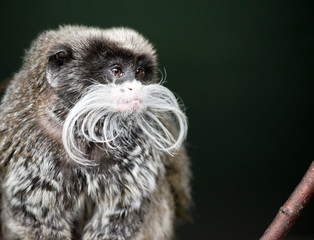 this is a close up of a emperor tamarin