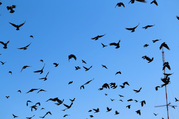 Photo of flying black silhouettes of birds