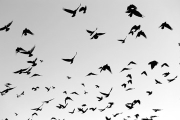 Photo of flying black silhouettes of birds
