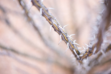 Thorny Ocotillo Fourquieria desert plant stem in Arizona