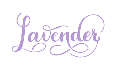 Vector hand written lavender text isolated on white background. Kitchen healthy herbs and spices for cooking. Script brushpen lettering with flourishes. Handwriting for banner, poster, product label