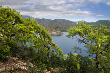 Obraz premium Mountain vegetation on the Mediterranean coast