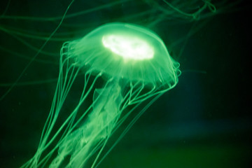 the jelly fish has lots of poisonous tentacles