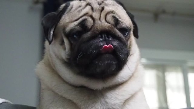 Slow motion of cute dog pug breed have a question and making funny face feeling so happiness and fun,Selective focus,Dog Friendly Concept