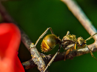 spider on a leaf