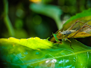 dragonfly on leaf