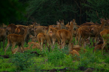 The Javan rusa or Sunda sambar (Rusa timorensis) is a deer species that is endemic to the islands of Java, Bali and Timor (including Timor Leste) in Indonesia. The Javan rusa mates around July.